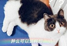 娱乐吃瓜酱cp,揭秘娱乐圈甜蜜背后的秘密