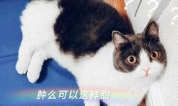 娱乐吃瓜酱cp,揭秘娱乐圈甜蜜背后的秘密