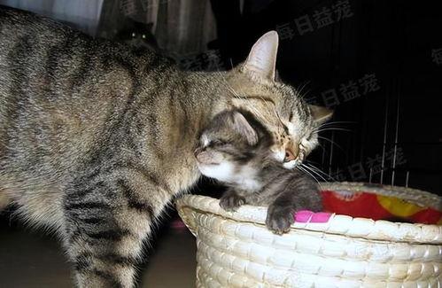 娱乐吃瓜酱猫妈妈视频大全